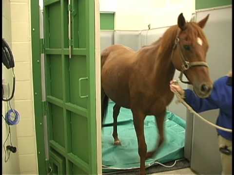 Anesteziranje konja