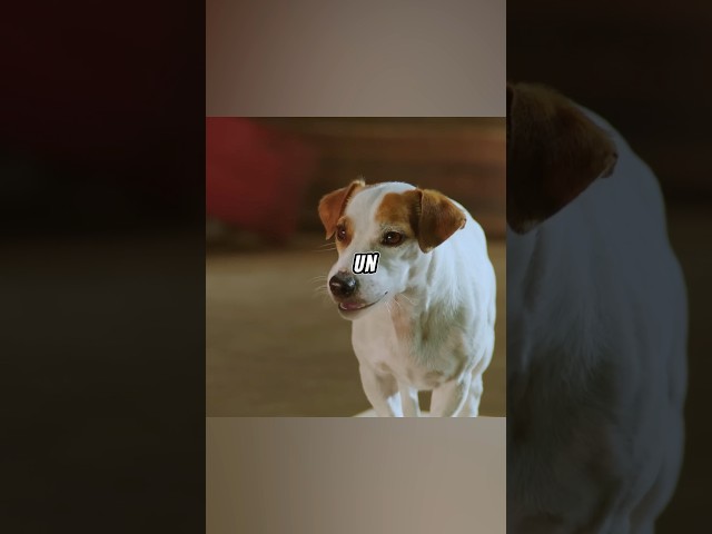El Perrito Rechazado que se Convirtió en un Héroe del Ring 🐶💪#peliculas