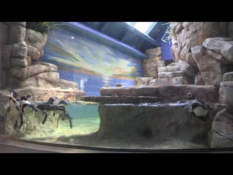 Humboldt penguins frolic in their new exhibit at the Moody Gardens Aquarium Pyramid in Galveston, TX. This is part of a $37 million comprehensive aquarium renovation that visitors will at the Grand Reveal scheduled for Memorial Day Weekend. Humboldt penguins frolic in their new exhibit at the Moody Gardens Aquarium Pyramid in Galveston, TX. This is part of a $37 million comprehensive aquarium renovation that visitors will at the Grand Reveal scheduled for Memorial Day Weekend.