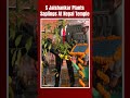External Affairs Minister S Jaishankar Plants Saplings At Pashupatinath Temple In Kathmandu  - 00:55 min - News - Video