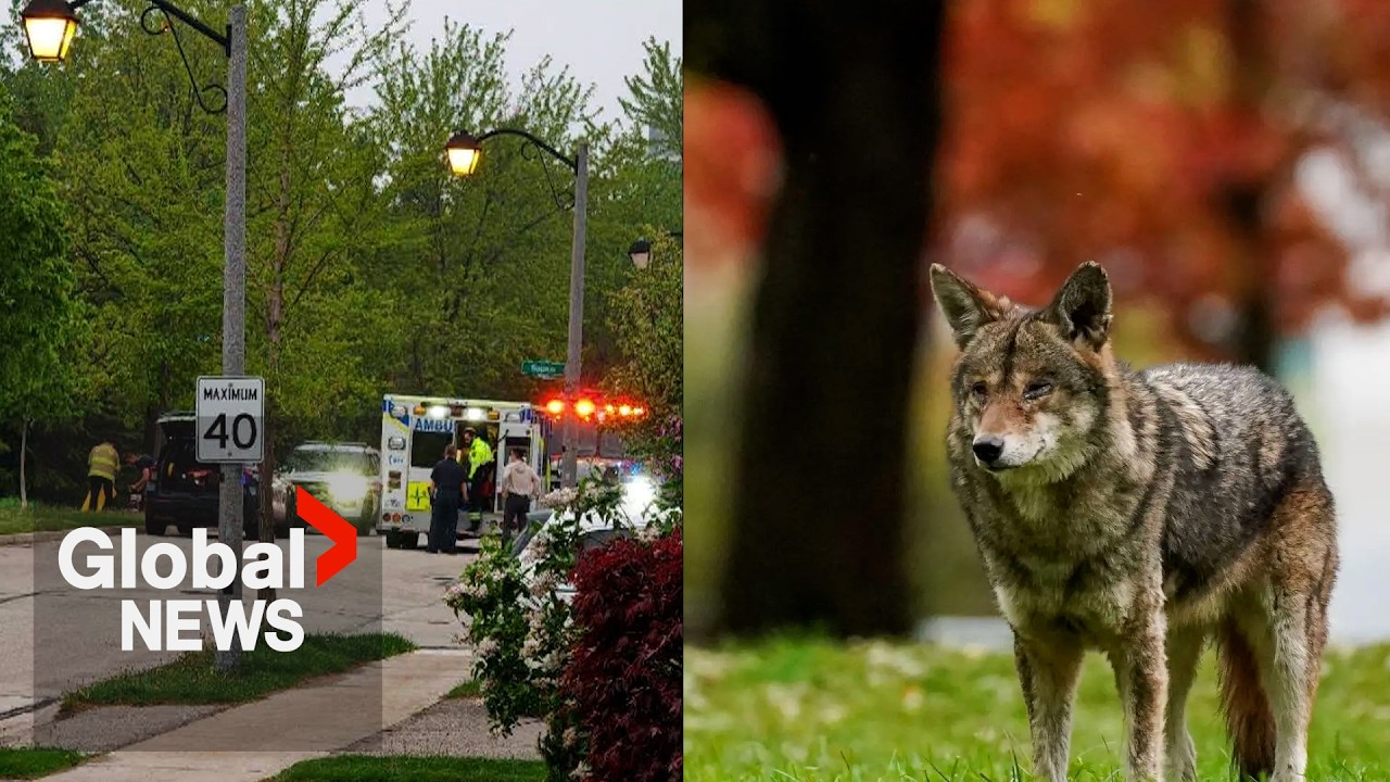 Coyote bites child in the head during attack near Toronto, retreats into woods