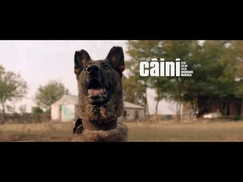 Câini'