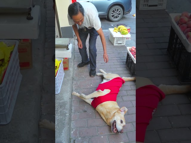 The cute puppy fell to the ground and ate the fruit撒嬌倒地小狗狗，憑藉可愛混水果吃