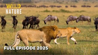 Worlds Deadliest MEGA EPISODE | 4K UHD | Nature Animal Documentary