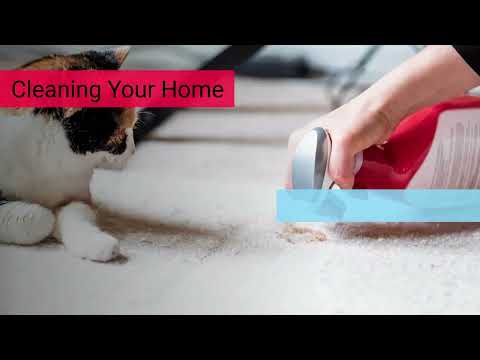 Smart House Cleaning Hacks Every Cat And Dog Owner Should Know