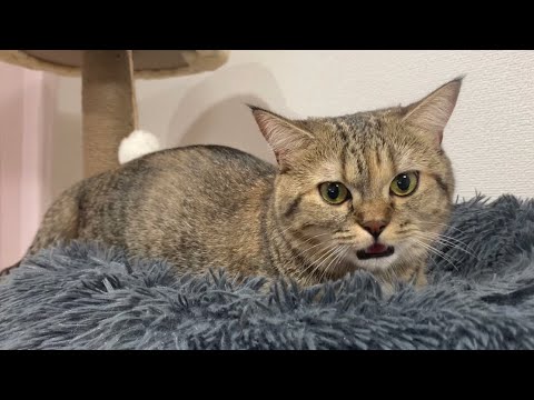 ふみふみしながら返事する猫が可愛すぎる まとめちゅーぶ