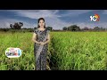 ఖరీఫ్‍కు అనువైన కూనారం వరి రకాలు |Varieties of Kunaram rice suitable for Kharif |Matti Manishi |10TV  - 08:05 min - News - Video