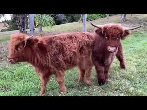 Video realizado por la propiedad