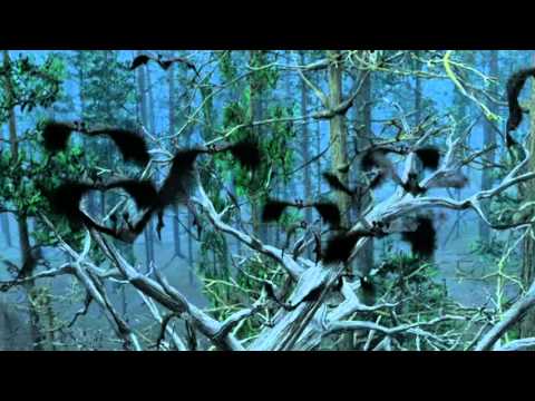 Bats: Human Harvest'