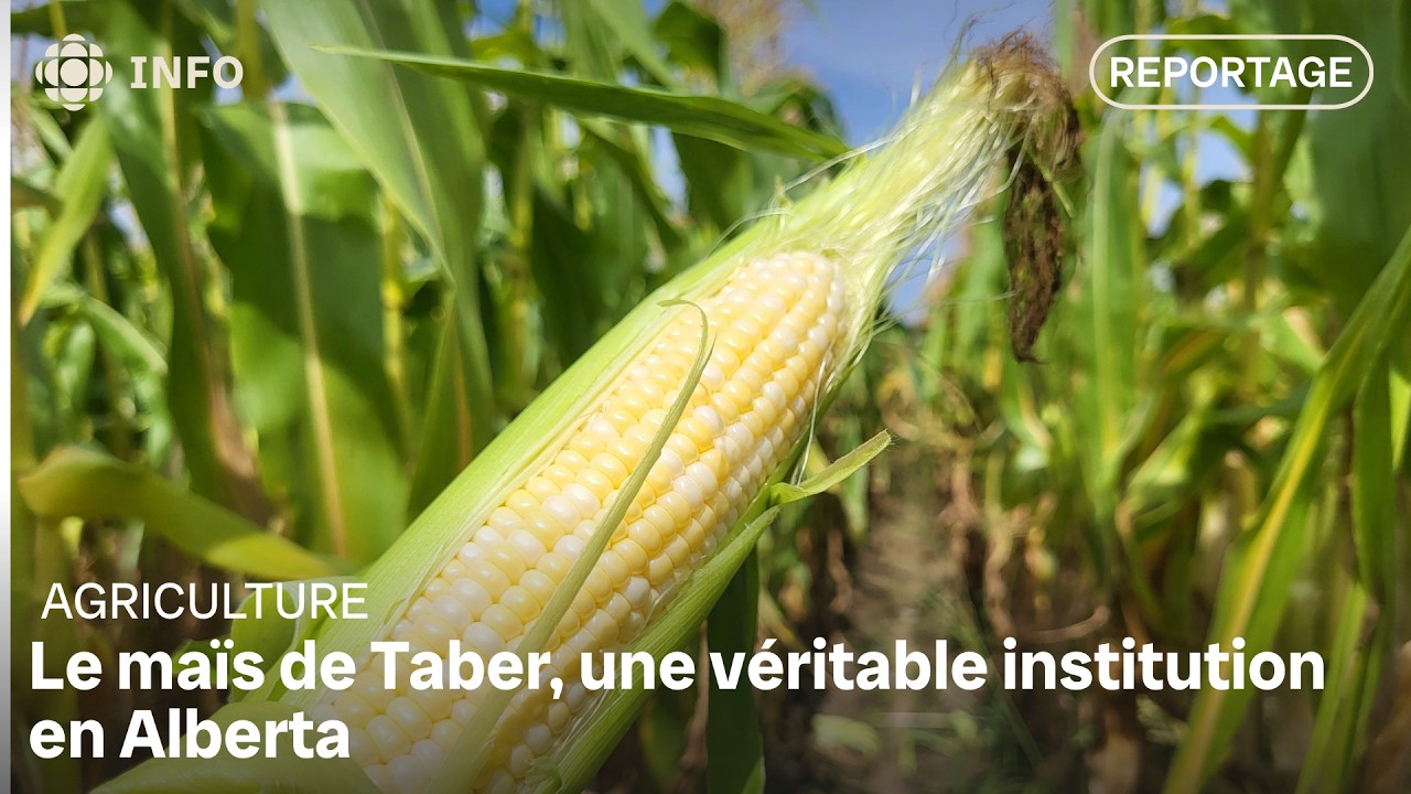 Le secret du maïs de Taber