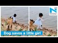 Viral Video: Dog saves a little girl from falling into water