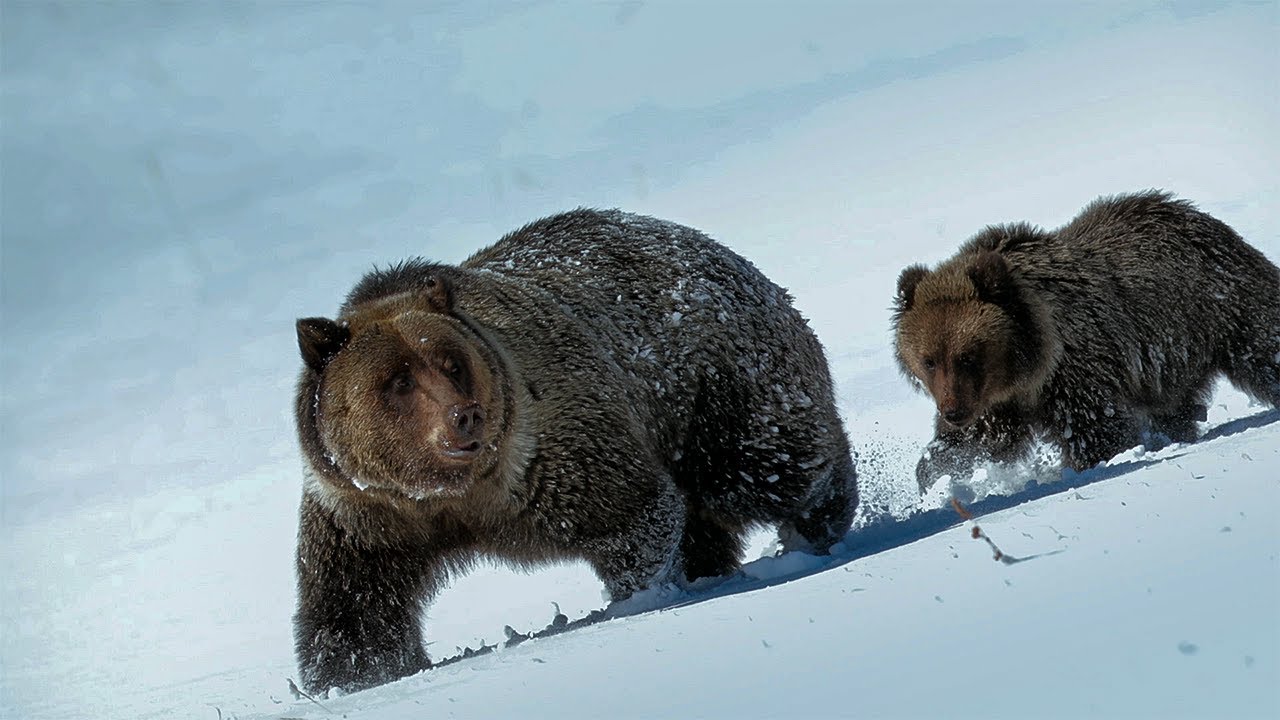 A Fragile Future for the Yukon’s Ice Bears | Our Planet Earth | BBC Earth