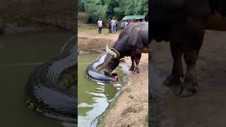 This video is absolutely beyond belief, the buffalo actually ate half a python. #youtubeshorts