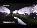 「調布市内の桜」ダイジェスト 
