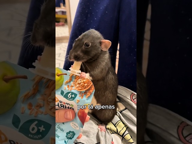 O RATO DO REI DE ROMA!! 😳🐀