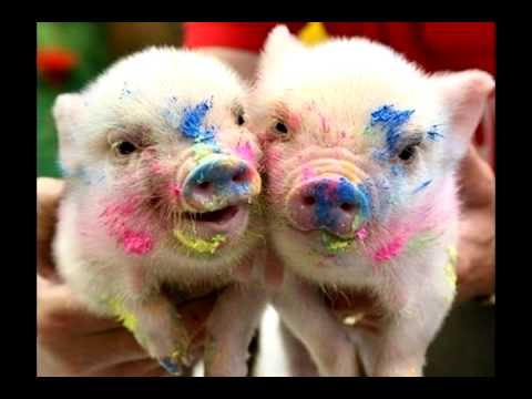 Piggies Piggies