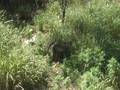 Foraging in the grass