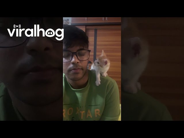 Kitten Looking at Its Human With Love || ViralHog