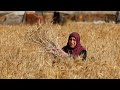 Disappointing weather takes its toll on Gaza wheat