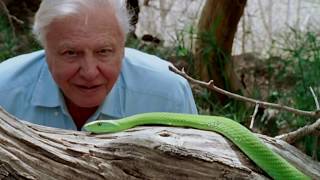 David Attenborough: A Life On Ou
