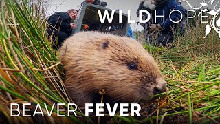 Beaver Fever | WILD HOPE | Full Episode