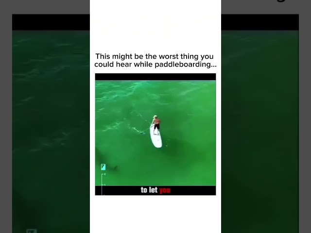 Paddleboarder Surrounded by Sharks
