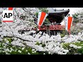 Tokyo welcomes cherry blossoms in full bloom