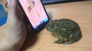 צפרדע ואייפון