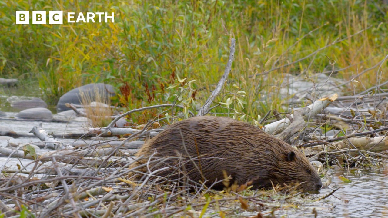 A Beaver Mother's Race Against Time | BBC Earth