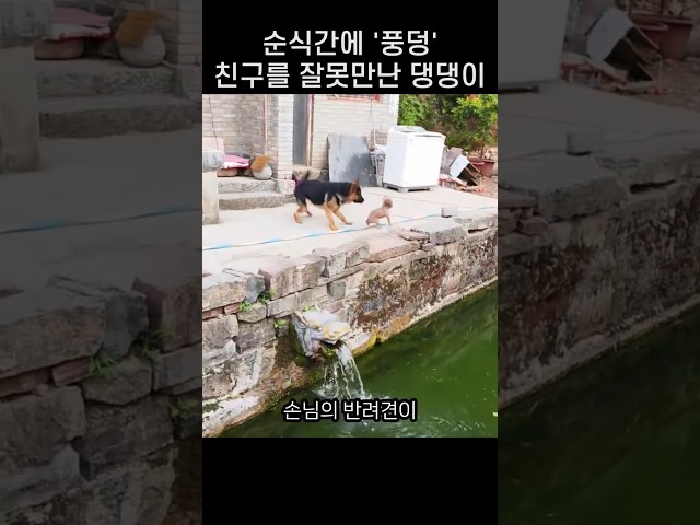 "우리 개 수영 못하는데!!.." 친구가 아니었던 대형견의 돌발 행동