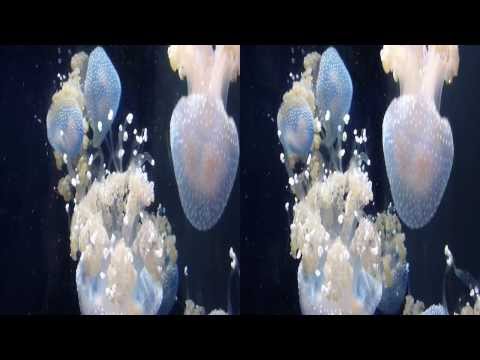 Spotted Jellyfish 3D (YT3D:Enable=True)