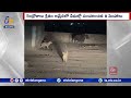 Viral Video Shows Fearless Bull Chase Away Frightened Lions in Gujarat!