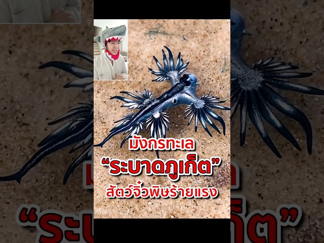 มังกรทะเล ระบาดภูเก็ต สัตว์จิ๋วพิษร้ายแรง! #มังกรทะเลสีน้ำเงิน #ทากทะเลสีน้ำเงิน #glaucusatlanticus