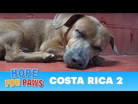 Hope For Paws: Rescuing dogs in the Costa Rican jungles!