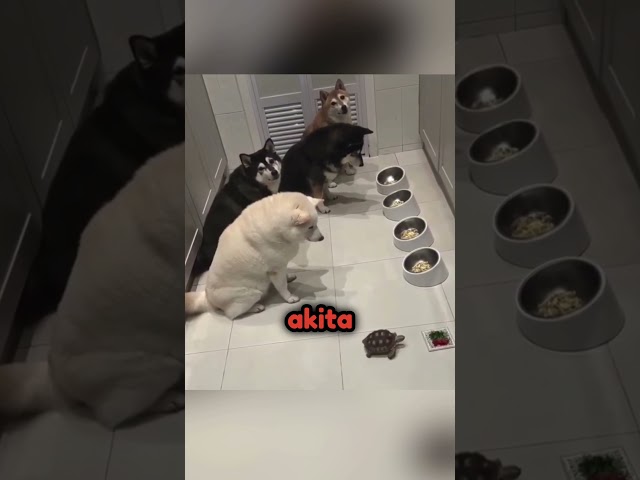 They are so smart 😍