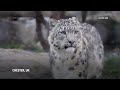 Two snow leopards arrive at UKs Chester Zoo for the first time  - 00:40 min - News - Video