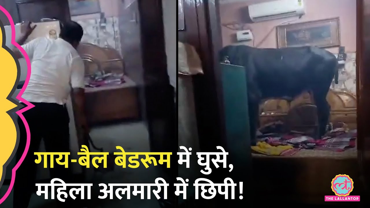 पटाखे, डंडा, फिर भी घंटों गाय-बैल घर में घुसे रहे, Faridabad के Viral Video में क्या?