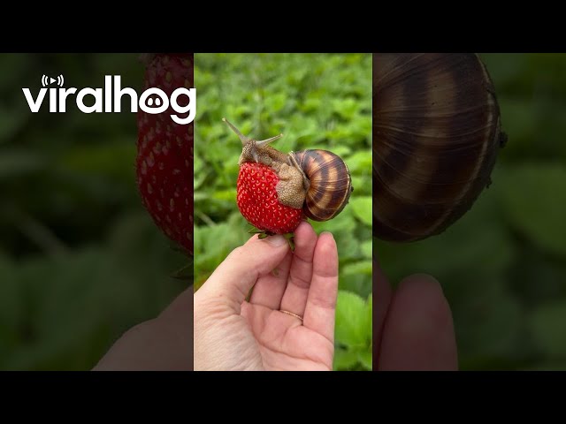 Snail Resting on a Fresh Strawberry || ViralHog