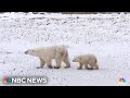 Polar bear sightings surge in small Canadian town due to lack of sea ice