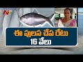 Yanam's Pulasa fish commands record price