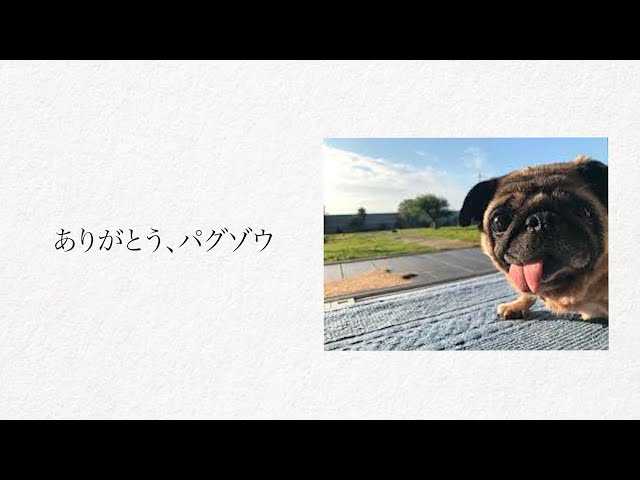 ありがとう、パグゾウ