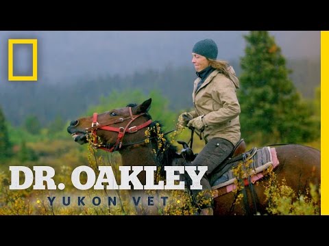 Dr. Oakley, Yukon Vet'
