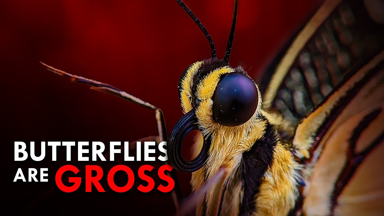 Butterflies Aren't What You Think They Are