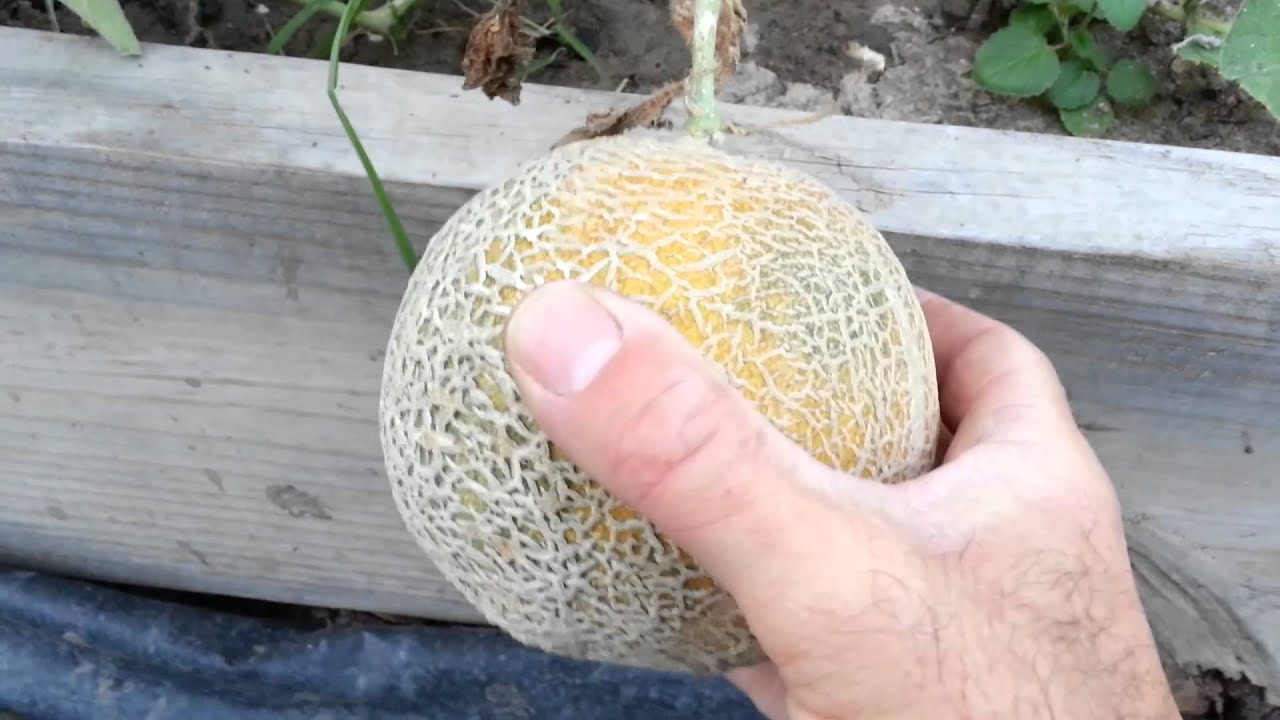 When To Pick Cantaloupe YouTube