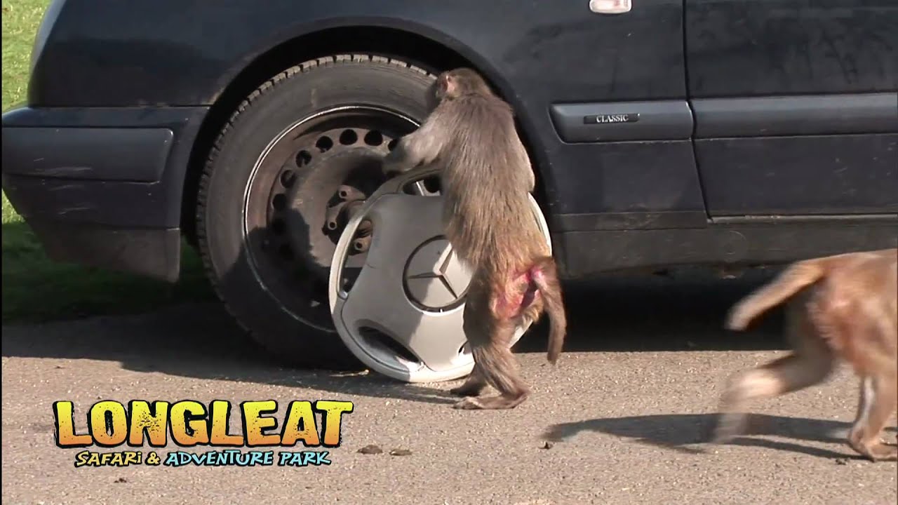 Monkey Mayhem Returns To Longleat YouTube monkey-mayhem-returns-to-longleat-youtube