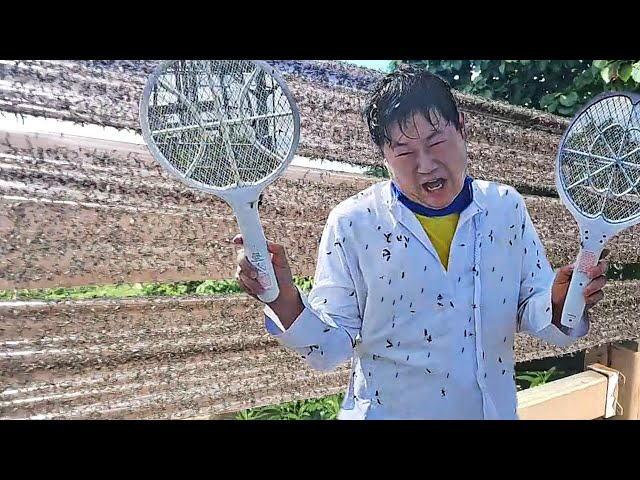 계양산 러브버그 직접 가봤더니 미쳤습니다 ㄷㄷ