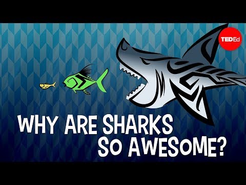 Why are sharks so awesome? - Tierney Thys
