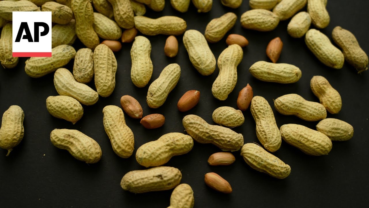 Feeding peanuts to babies early helped 60,000 kids avoid allergies, study finds