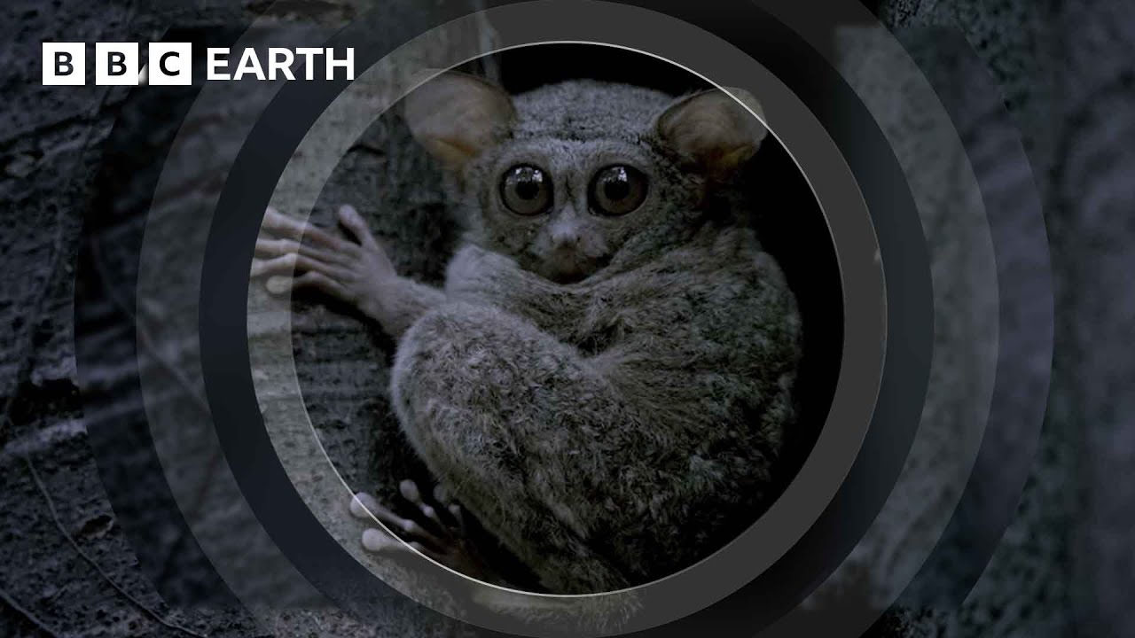A Cute But Creepy Tiny Predator | The Making of Mammals | BBC Earth