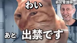 【猫ミーム】大型連休に救急に迷い込むモンスター　#猫ミーム #vtuber  #医師解説
